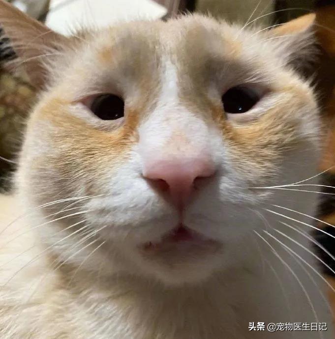 盘点猫咪中最可爱的,这些猫咪小时候多可爱长大有多帅