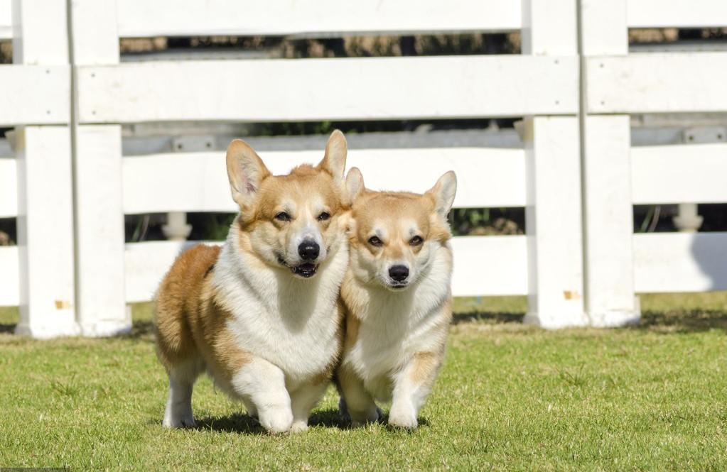 为什么两只柯基会吵架,两只柯基吵架难舍难分