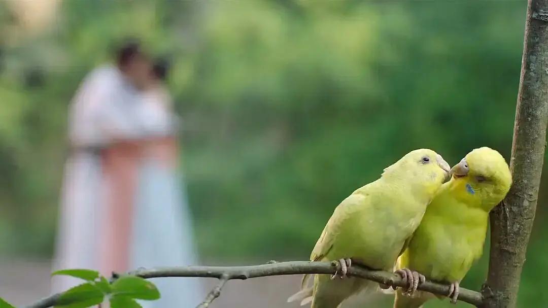 偶像剧甜蜜吻戏,现在偶像剧的吻戏是真吻吗