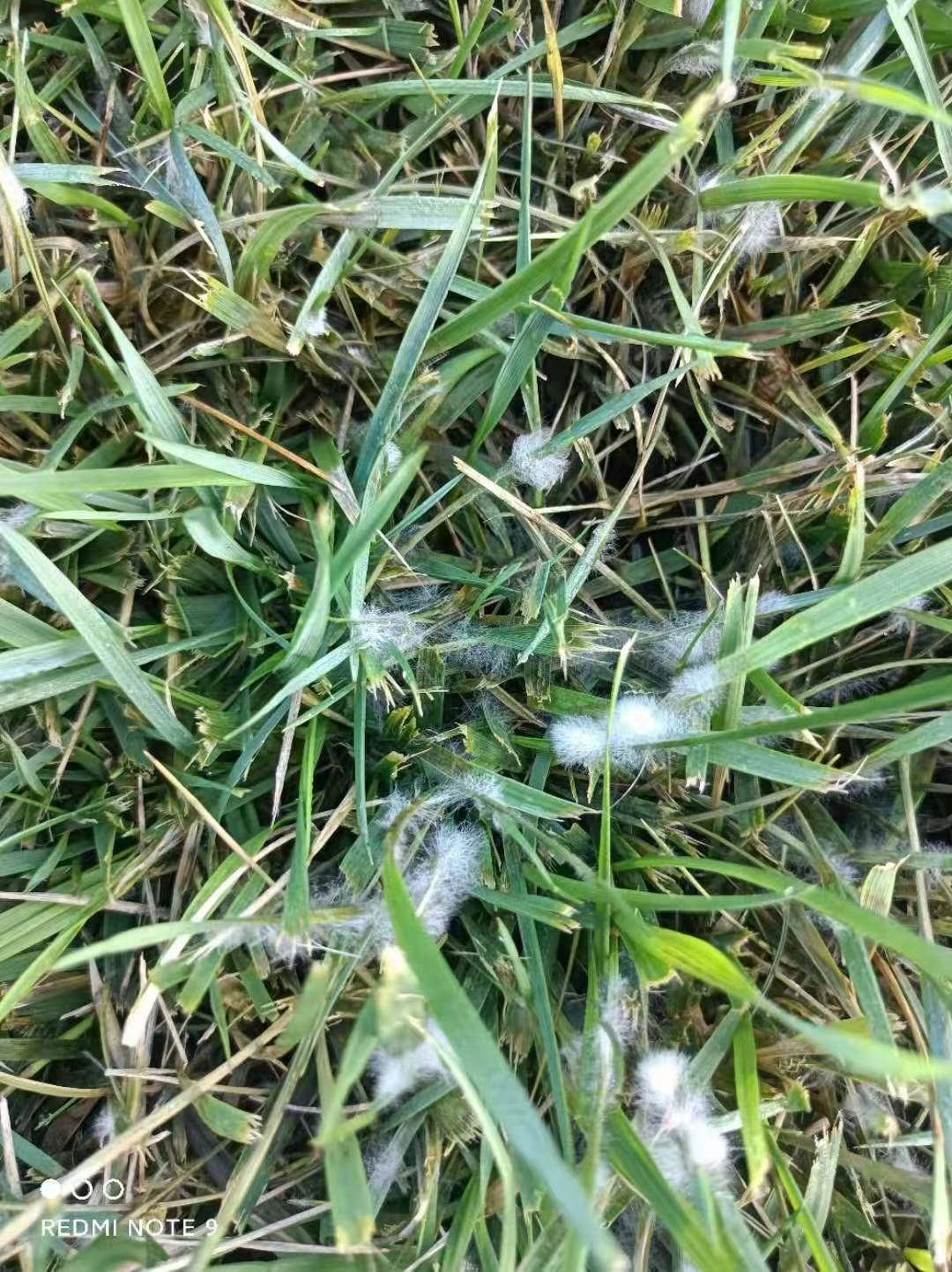 波尔多液治草坪腐霉病吗,草坪腐霉枯萎病用什么药