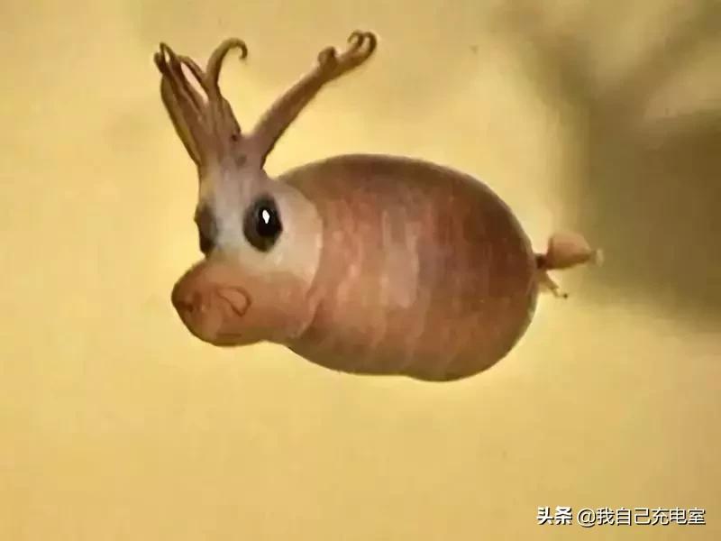 罕见的海底世界照,罕见海底图片