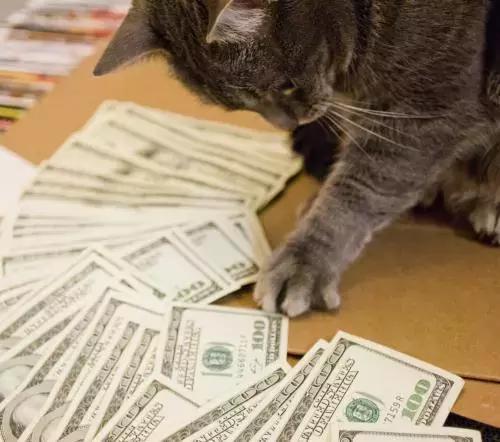 脑子一热养猫后悔怎么办,养猫后悔的原因有哪些