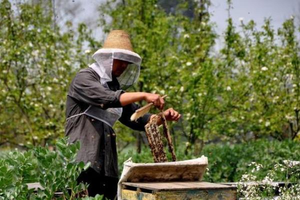 新手养蜂入门要掌握哪些知识技能,初学养蜂要了解哪些养蜂知识