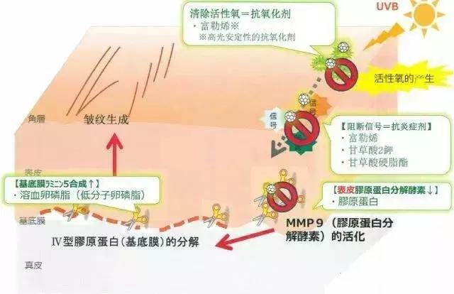 钻石抗衰,钻石抗衰老