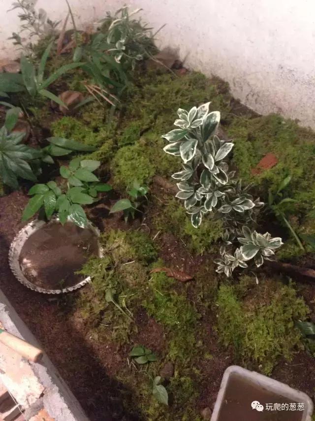 半水龟环境建造,椰土养半水龟