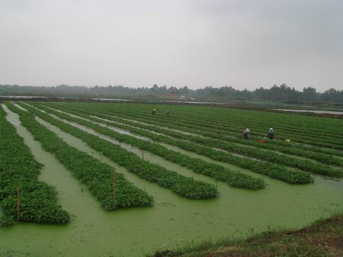 水上种植蕹菜,大棚种植水蕹菜