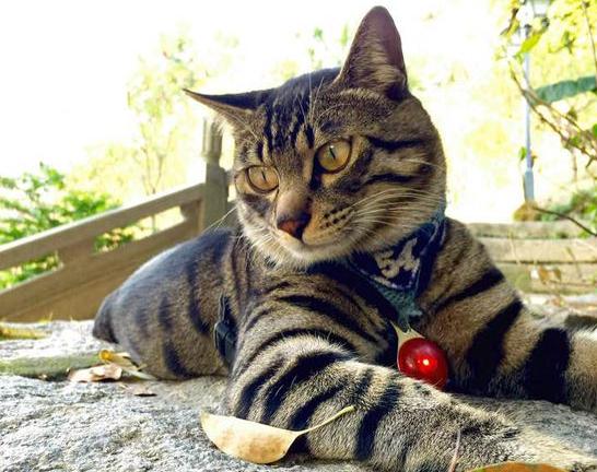 美短猫多少钱一只2021年价格,长城闪电猫和朋克猫2021款价格