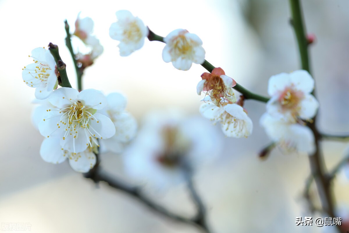 列子原文及译文朗读,列子杨朱篇译文