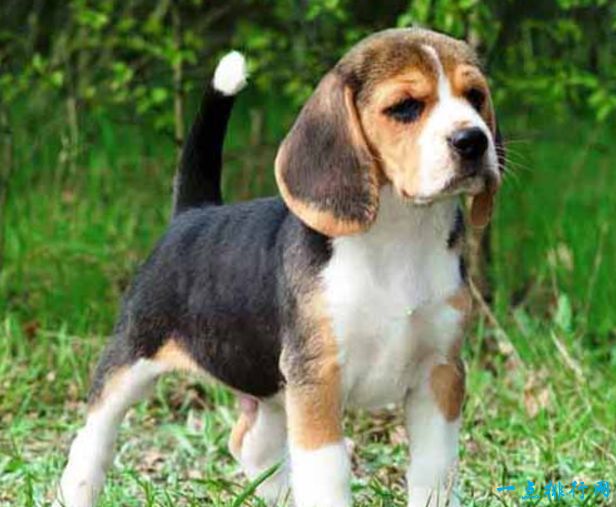 世界十大名犬排名及图片,关于全世界十大名犬排行榜