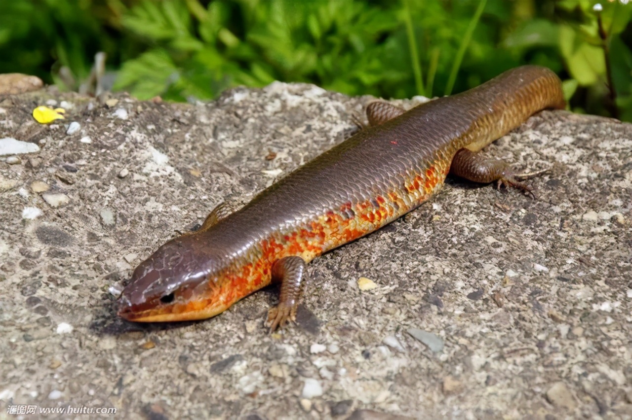 100个搞笑冷知识动物,奇葩动物冷知识你都知道哪几个