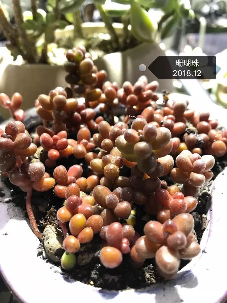 多肉名字怎么记,养多肉人的名字