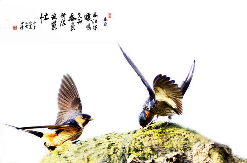 巧借外物吟咏性情：用咏物诗的形象破解作者情感密码