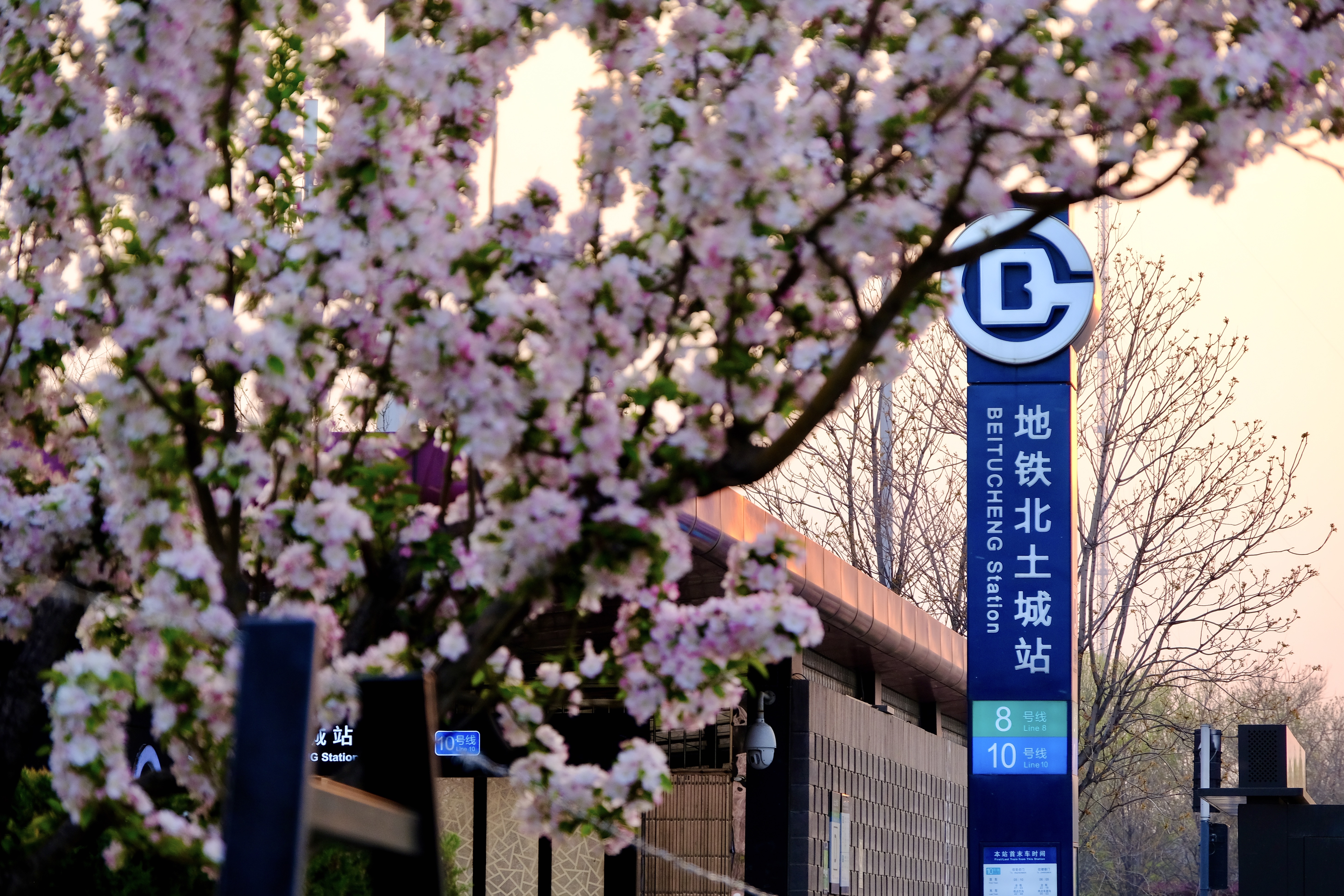 开往地铁上的春天,开往春天的地铁邂逅京城的花开