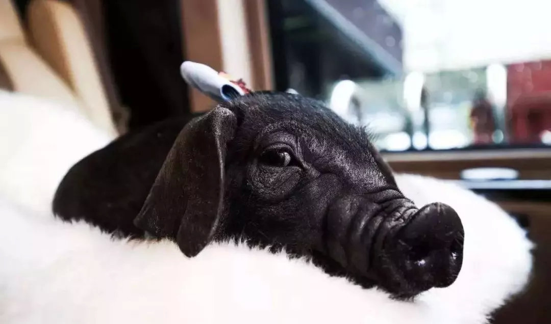 网易丁磊的养殖模式,丁磊养猪刘强东种大米任正非养牛