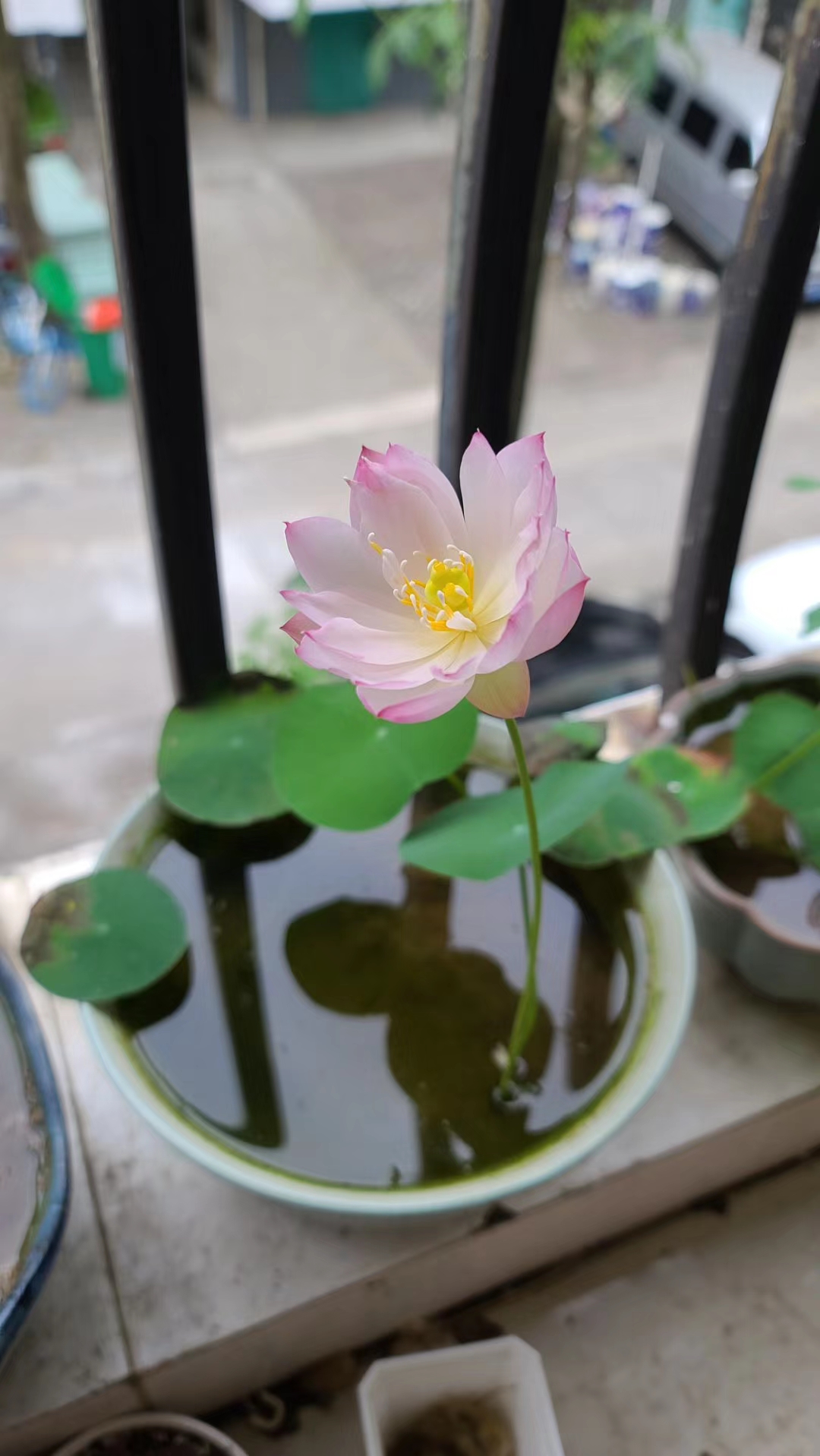 碗莲的种植方法详解图片大全,碗莲一年四季都可以种吗图片