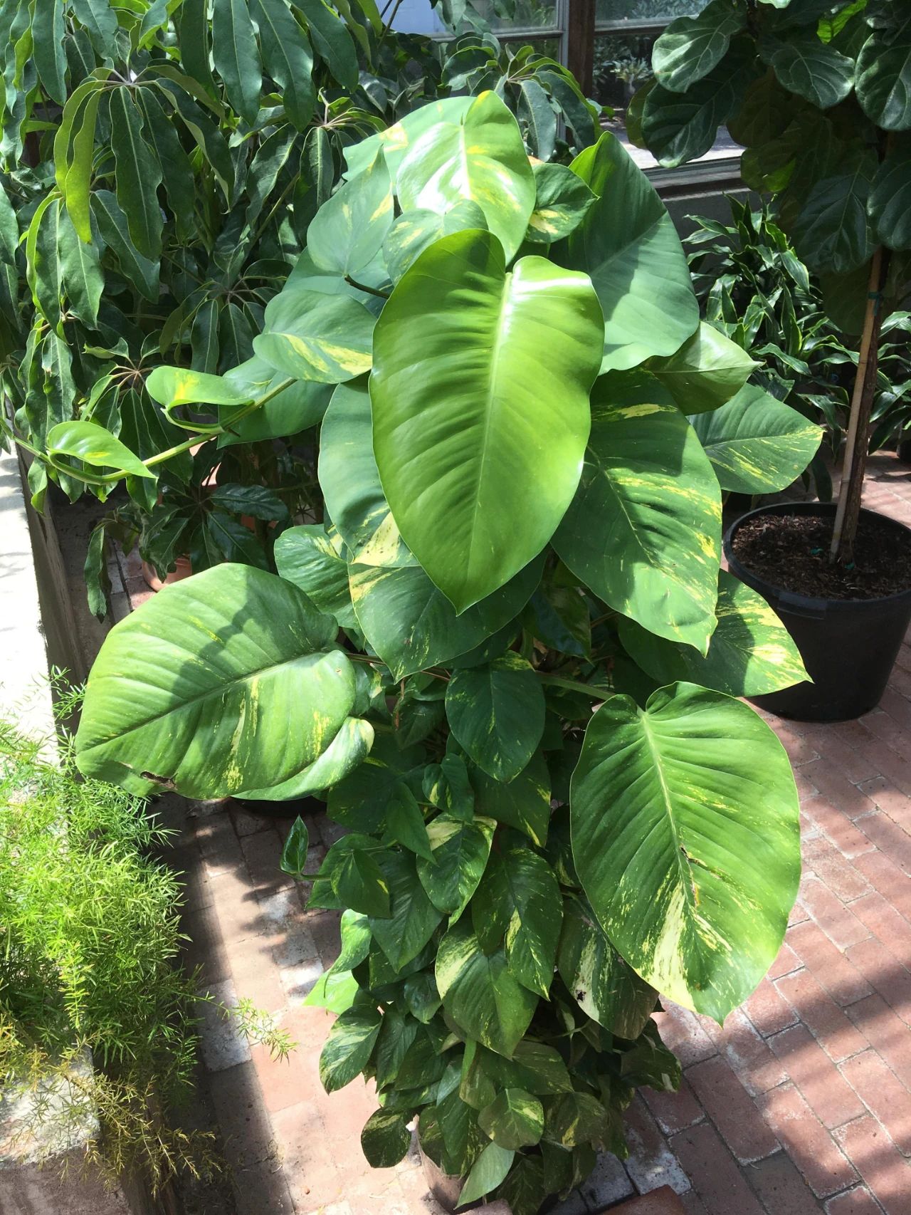 大叶绿萝和小叶绿萝哪一种长藤快,小叶绿萝爬柱可以长成大叶绿萝吗