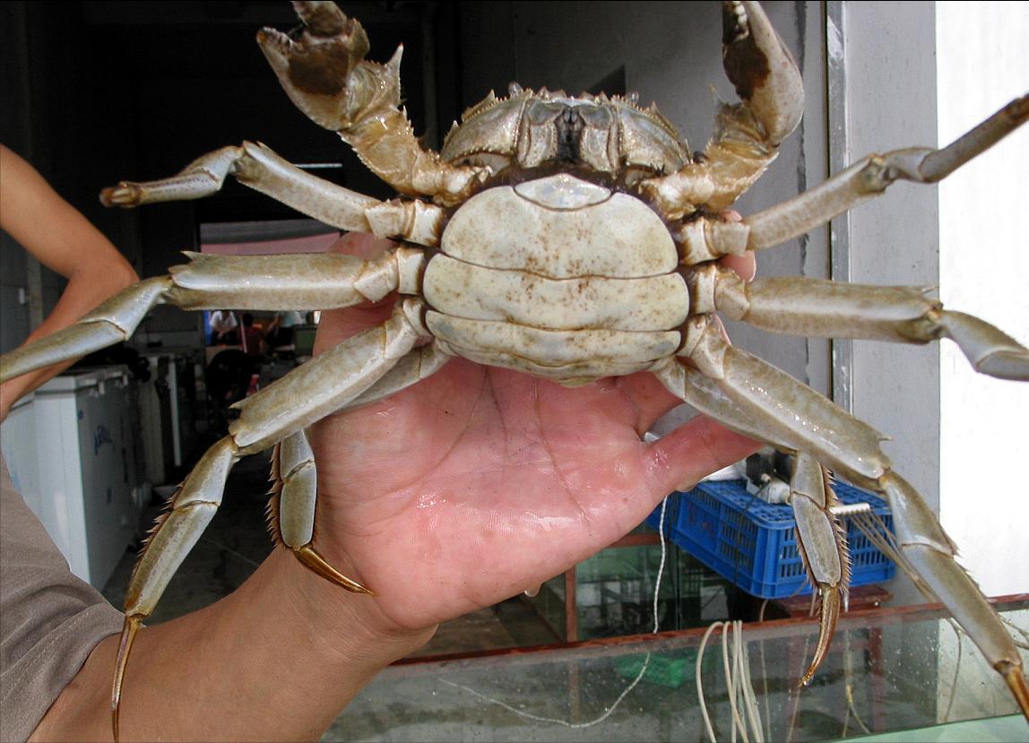 螃蟹选公蟹还是母蟹,买螃蟹怎么挑选公蟹比较肥
