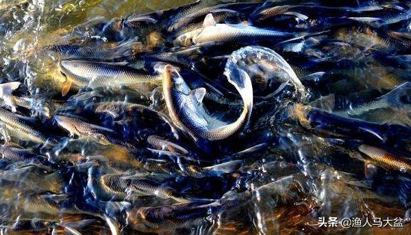 舌尖上的中国北渡鱼视频,瓦氏雅罗鱼正宗做法