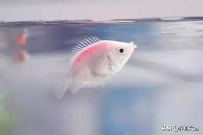 观赏鱼常见鱼病,热带鱼观赏鱼常见疾病