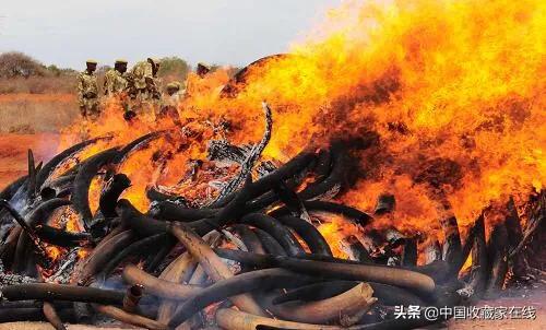 象牙是哪年不能收藏的,象牙认知及把玩保养