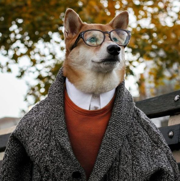 帅到各种时尚大牌求合作，它居然是条狗……你们信吗？