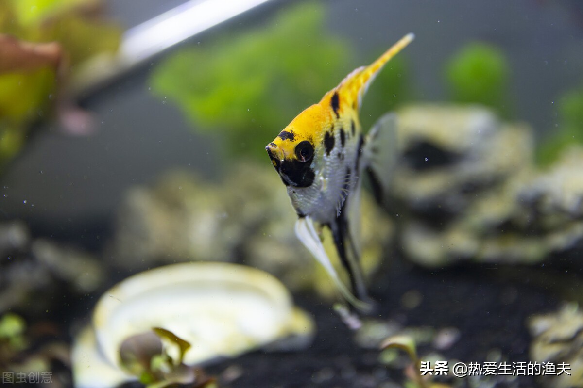 养鱼老是死鱼怎么办,新鱼缸养鱼怎么一个星期开始死鱼