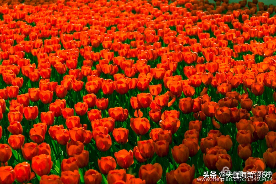 郁金香花语可以送给女朋友吗,郁金香花语的诗句