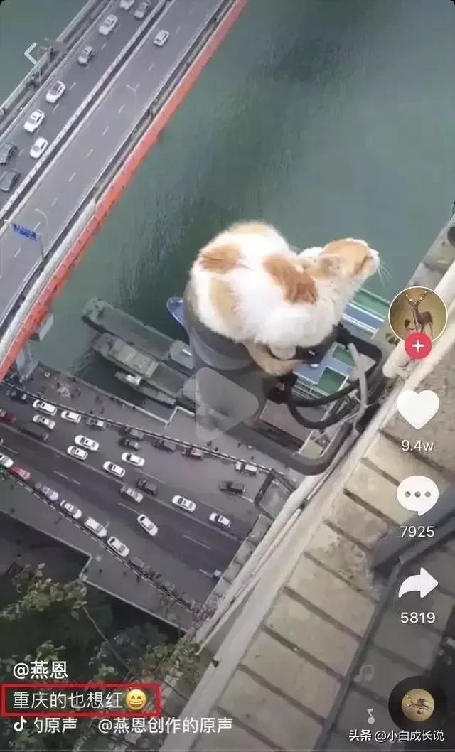 为什么虐猫会被批判,为什么现在虐猫都能上热搜