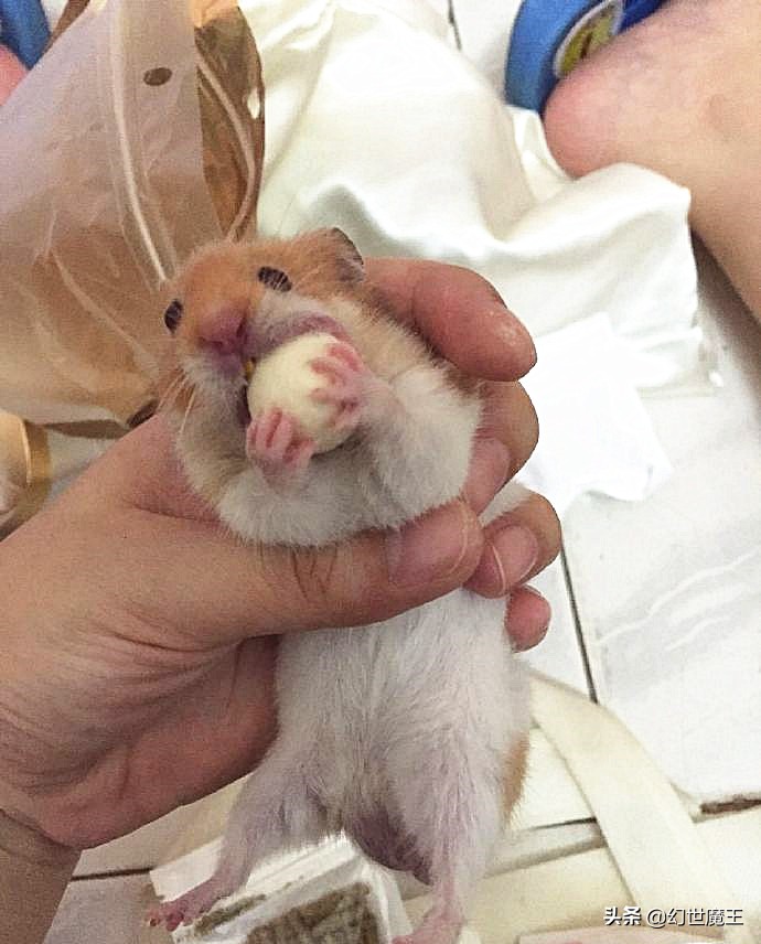 除了吃货，仓鼠还会“过日子”，只因嘴上有一个“异度空间”？