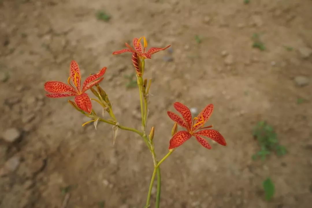 冬天常见中药植物图片及功效,花期长的草本植物图片