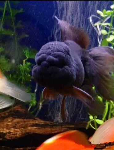 这些五彩斑斓的金鱼养眼又养心,最美的观赏金鱼值得一看