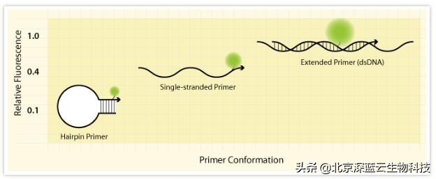 中国赛默飞实时荧光定量pcr仪介绍,实时荧光定量pcr扩增曲线如何分析