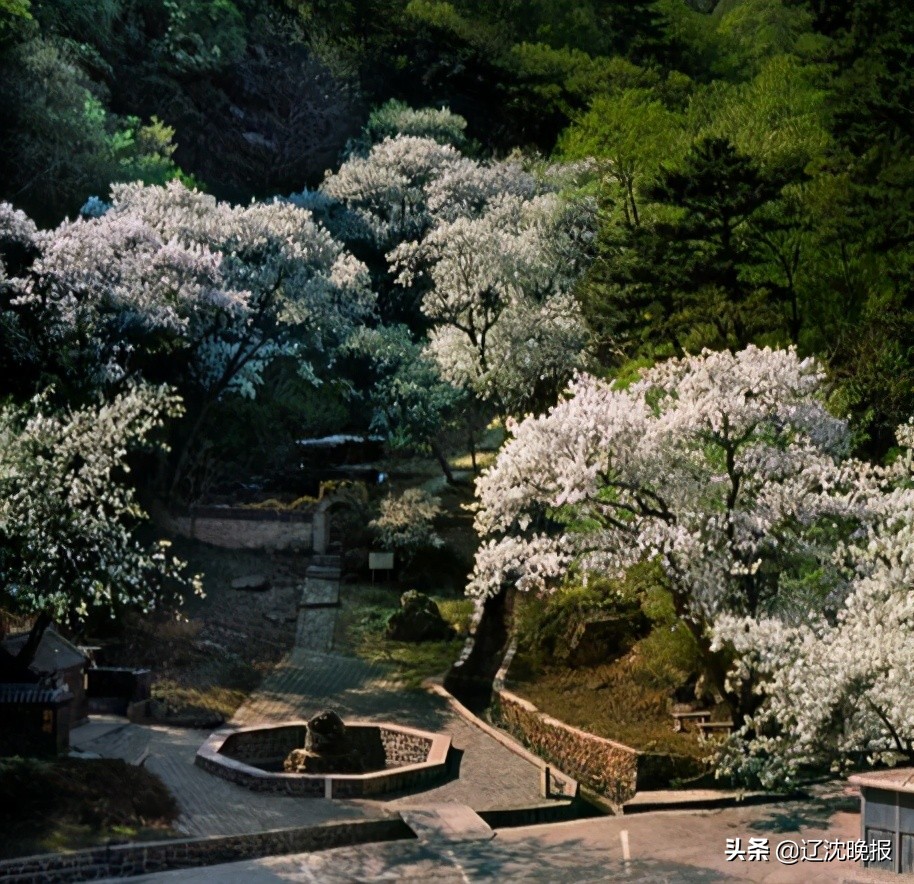 辽宁十大赏花景点,五一观花辽宁新去处