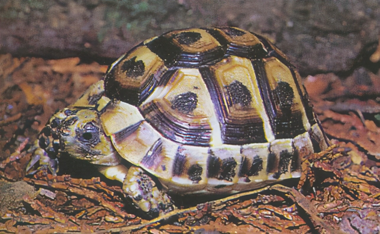 龟类大百科,大眼睛龟类