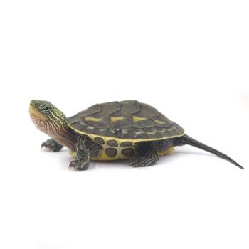 中华花龟饲养吃什么,花龟苗怎么饲养存活率高