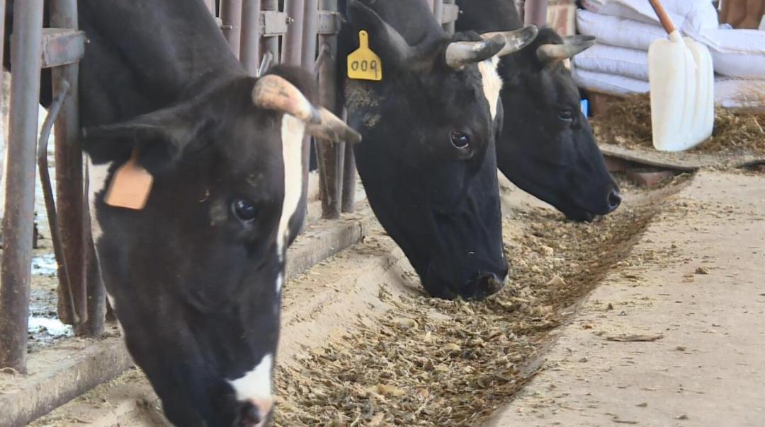 【沿着高速看西昌】高草村：农牧结合循环利用发展绿色生态养殖