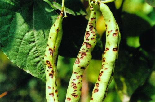 豆角的病虫害防治全过程,现在豆角要防治什么虫