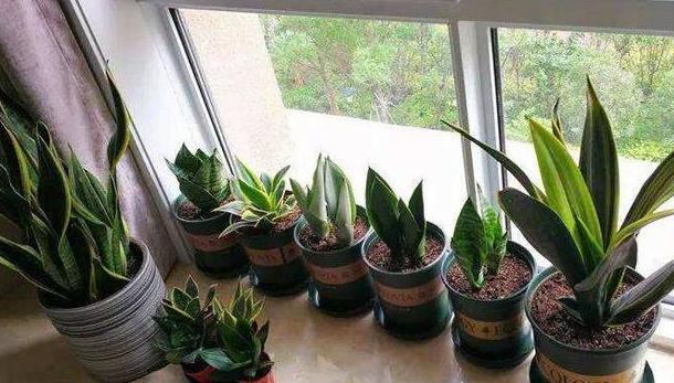 五种植物最能净化空气除甲醛,甲醛克星植物大全