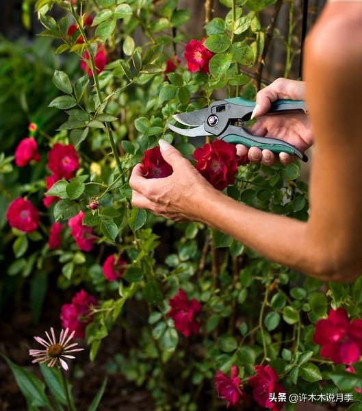 月季花苗怎么种不活,月季盆栽的种植方法和注意事项