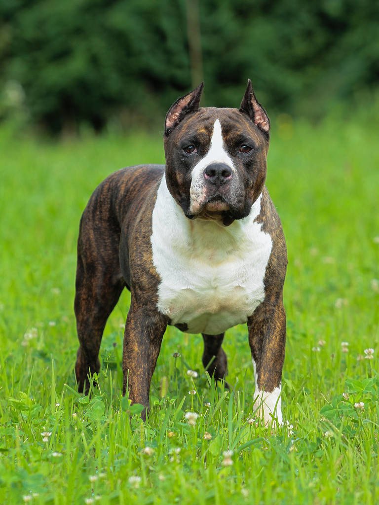 世界上所有的狗品种图片,世界最名贵的狗前十名及其简介