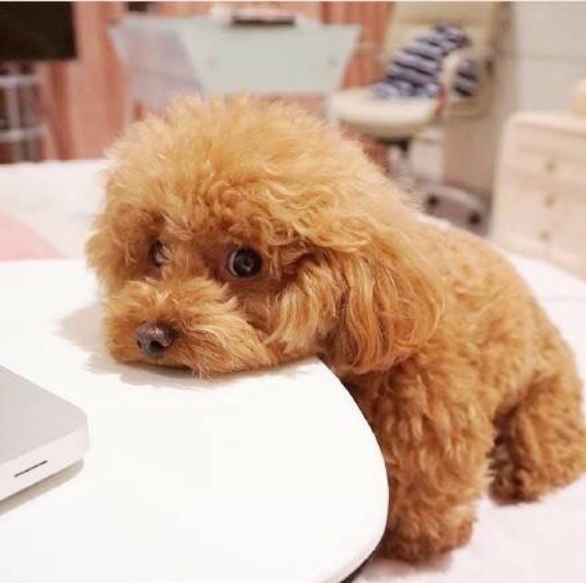 贵宾犬不吃狗粮吃什么,贵宾犬突然怎么不爱吃狗粮