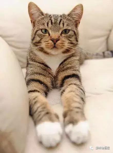 喵星人的背后是什么,盘点喵星人冬天也怕冷