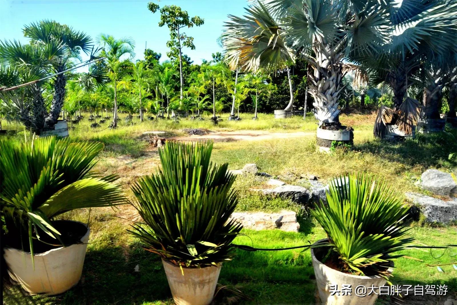 泰国风情之旅完整版,泰国风情记