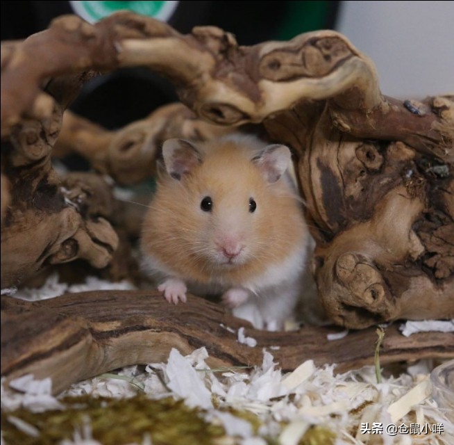 小学生的仓鼠怎么养新手教程,小学生养仓鼠新手入门必知