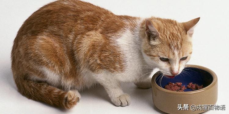 猫咪不吃饭咋办呢,猫咪不吃饭怎么办如何治