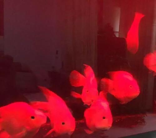 财神鱼哪种比较漂亮,起头财神鱼