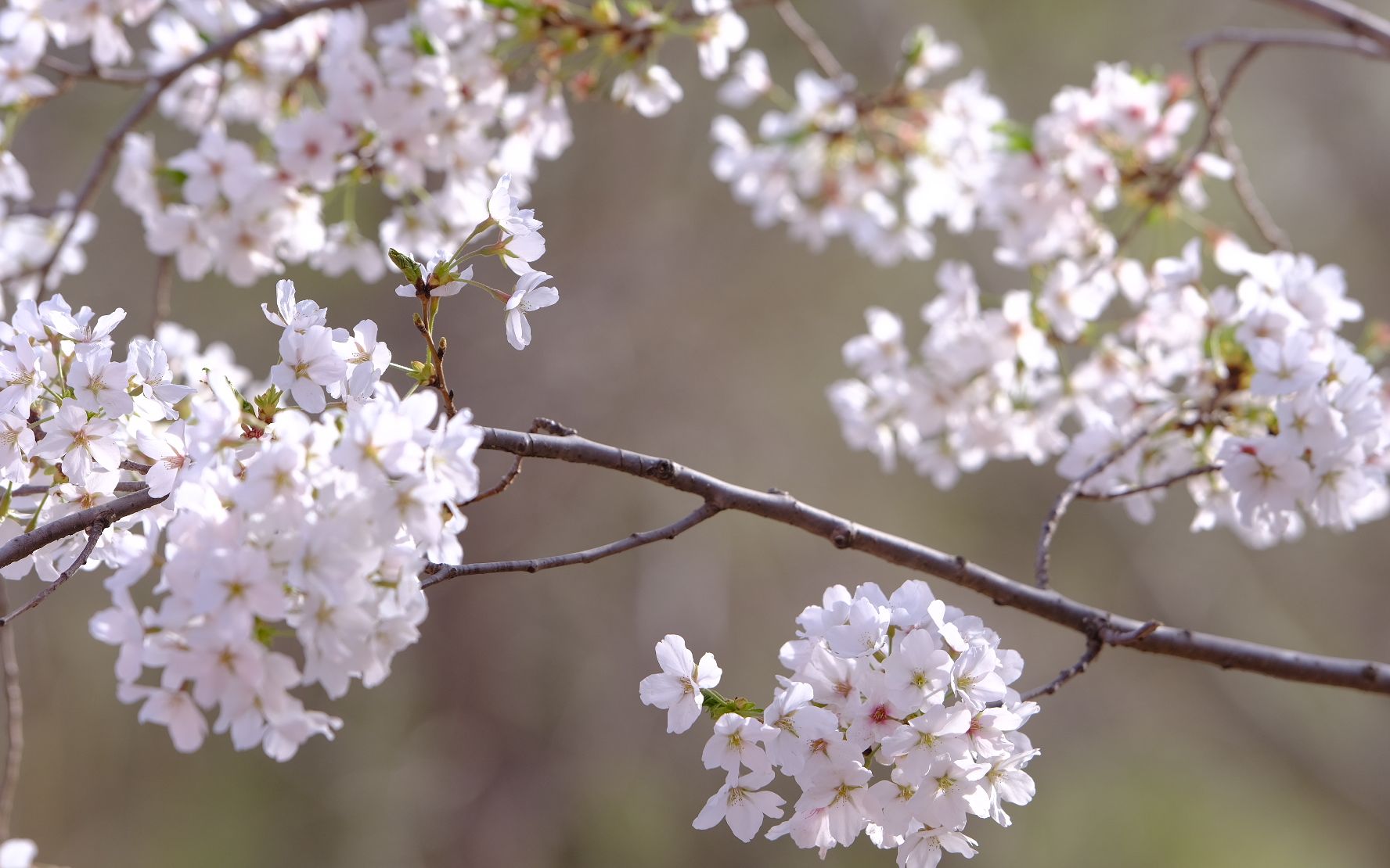 樱花与樱桃的区别,樱花与樱桃有啥区别