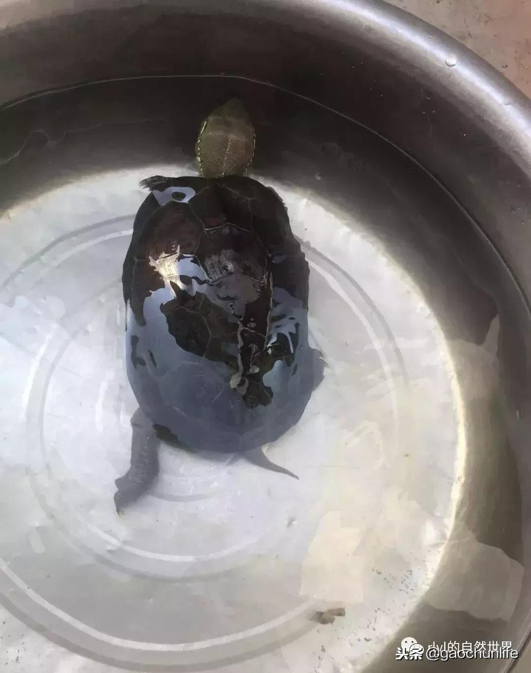 草龟难养,养草龟笔记