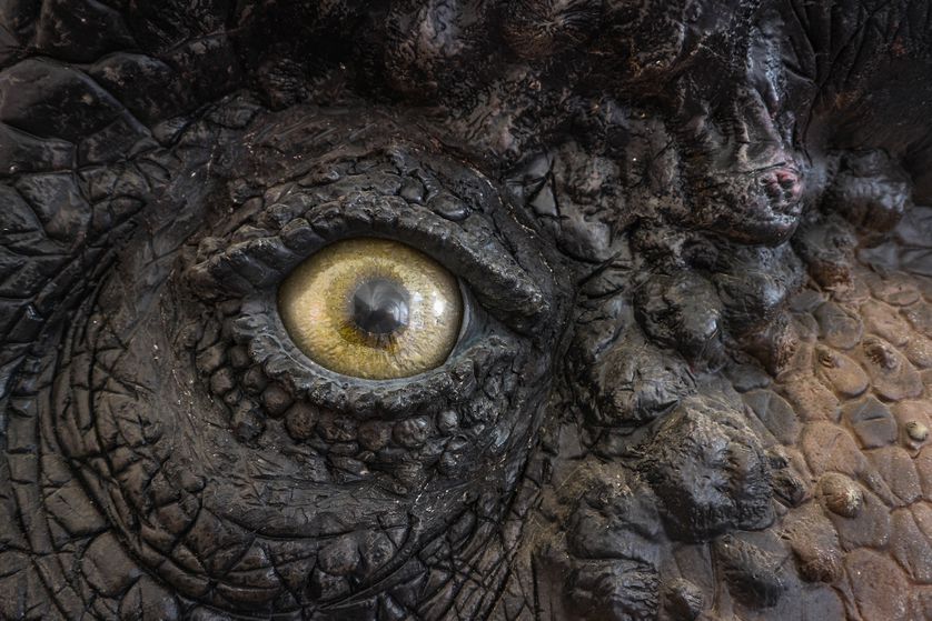 了解霸王龙知识,霸王龙最害怕什么