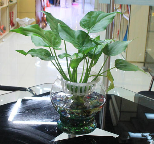 什么花水里养比较容易活,什么花养在水里比较好养